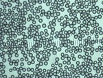 https://www.dev3.thermofisher.com/content/dam/LifeTech/Images/Brands/search/default-brand.jpg